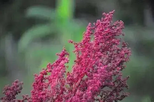 Red Aztec Spinach/Huauzontle -(C. berlandieri) Grown for Grains,Micro-green,Leaf - Caribbean garden seed