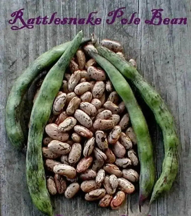 Rattlesnake SNAP POLE BEAN,(Phaseolus vulgaris) aka Preacher Bean  Seeds - Caribbean garden seed