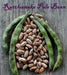 Rattlesnake SNAP POLE BEAN,(Phaseolus vulgaris) aka Preacher Bean  Seeds - Caribbean garden seed