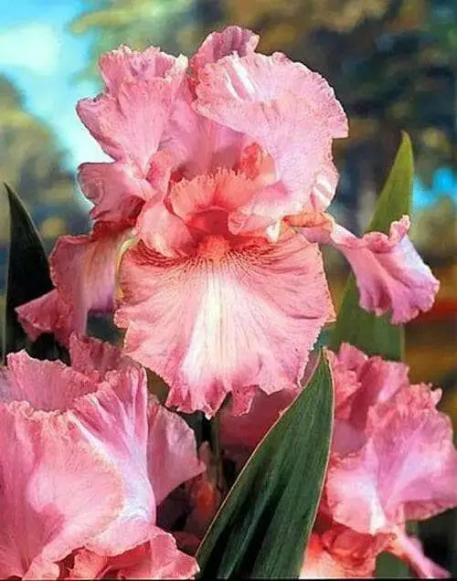 Reblooming Bearded Iris (Iris pink attraction), Perennial Bareroot Plant - Caribbean garden seed