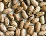 Rattlesnake SNAP POLE BEAN,(Phaseolus vulgaris) aka Preacher Bean  Seeds - Caribbean garden seed