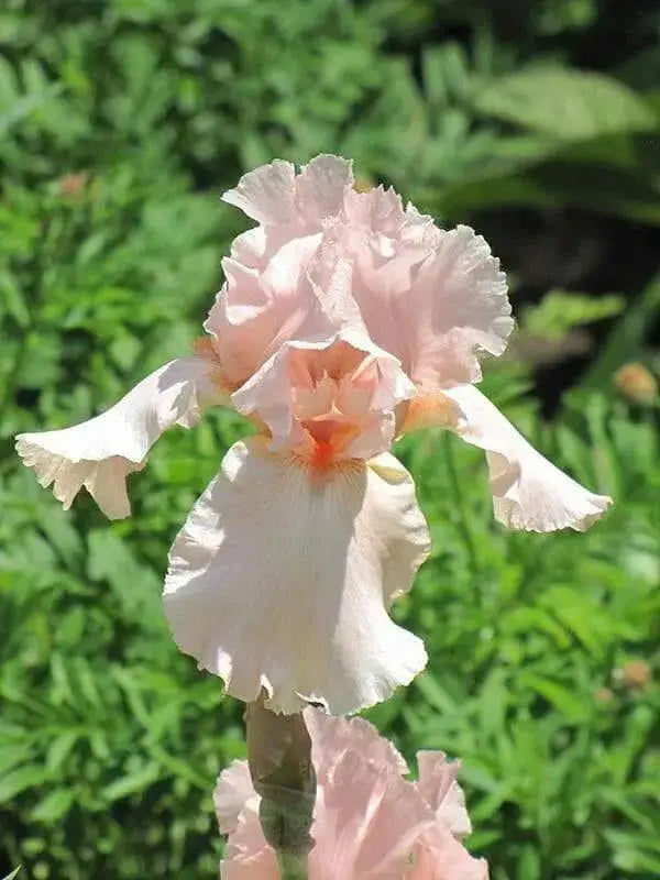 Reblooming Bearded Iris (Iris pink attraction), Perennial Bareroot Plant - Caribbean garden seed
