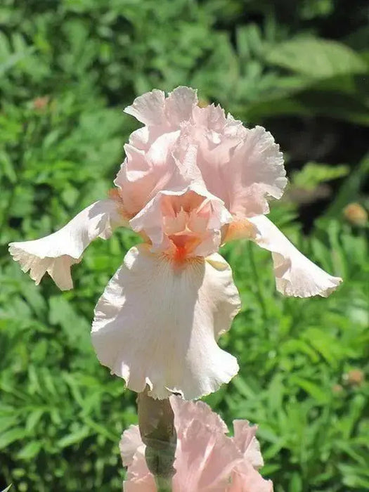 Reblooming Bearded Iris (Iris pink attraction), Perennial Bareroot Plant - Caribbean garden seed