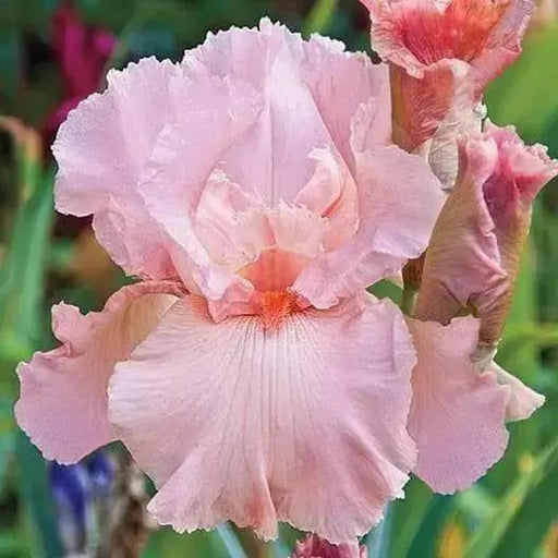 Reblooming Bearded Iris (Iris LITTLE  pink ), Perennial Bareroot Plant - Caribbean garden seed