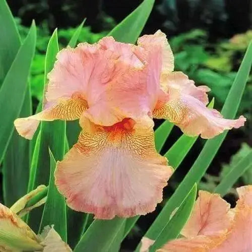 Reblooming Bearded Iris (Iris LITTLE  pink ), Perennial Bareroot Plant - Caribbean garden seed