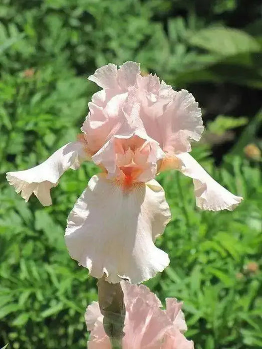 Reblooming Bearded Iris (Iris LITTLE  pink ), Perennial Bareroot Plant - Caribbean garden seed