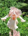 Reblooming Bearded Iris (Iris LITTLE  pink ), Perennial Bareroot Plant - Caribbean garden seed