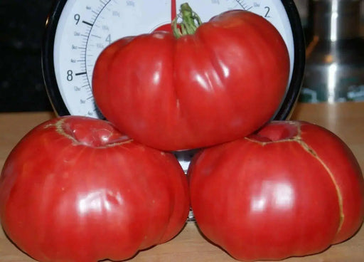 RED Brandywine Heirloom Tomato Seeds, annual Vegetable - Caribbean garden seed