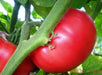 RED Brandywine Heirloom Tomato Seeds, annual Vegetable - Caribbean garden seed