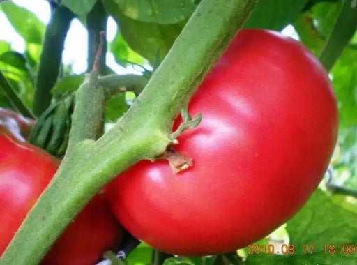 RED Brandywine Heirloom Tomato Seeds, annual Vegetable - Caribbean garden seed