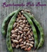Rattlesnake SNAP POLE BEAN,(Phaseolus vulgaris) aka Preacher Bean 200 Seeds - Caribbean garden seed
