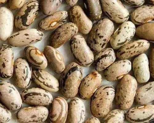Rattlesnake SNAP POLE BEAN,(Phaseolus vulgaris) aka Preacher Bean 200 Seeds - Caribbean garden seed