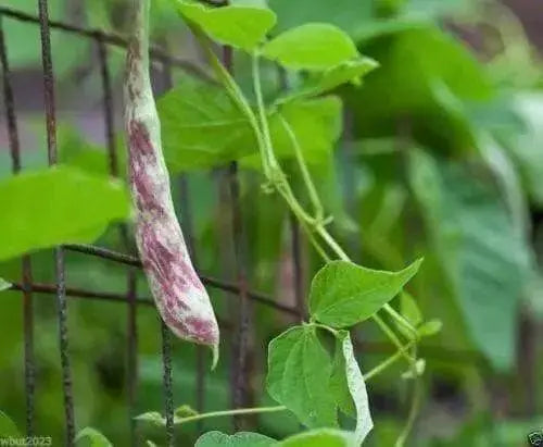 Rattlesnake SNAP POLE BEAN,(Phaseolus vulgaris) aka Preacher Bean 200 Seeds - Caribbean garden seed