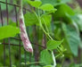 Rattlesnake SNAP POLE BEAN,(Phaseolus vulgaris) aka Preacher Bean 200 Seeds - Caribbean garden seed