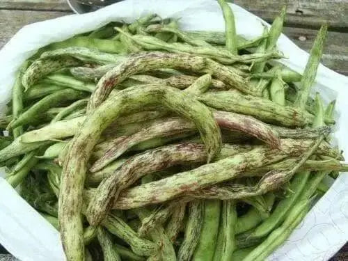Rattlesnake SNAP POLE BEAN,(Phaseolus vulgaris) aka Preacher Bean 200 Seeds - Caribbean garden seed