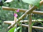 Rattlesnake SNAP POLE BEAN,(Phaseolus vulgaris) aka Preacher Bean 200 Seeds - Caribbean garden seed