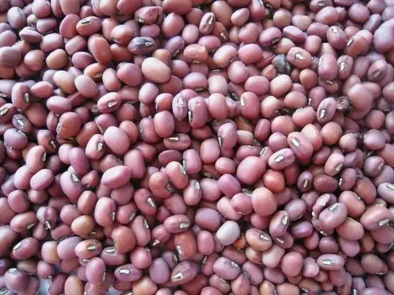 Red  Mung Bean  Seed, High Germination, Sprouting, Food Storage & More - Caribbean garden seed