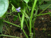 Red  Mung Bean  Seed, High Germination, Sprouting, Food Storage & More - Caribbean garden seed