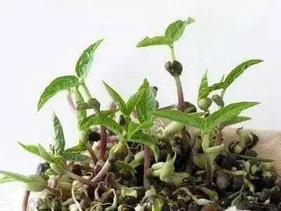 Red  Mung Bean  Seed, High Germination, Sprouting, Food Storage & More - Caribbean garden seed