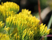 Rayless Goldenrod Seeds, BIGELOWIA nuttallii Nuttall's , Jimmyweed ,Perennial Flowers - Caribbean garden seed