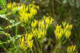 Rayless Goldenrod Seeds, BIGELOWIA nuttallii Nuttall's , Jimmyweed ,Perennial Flowers - Caribbean garden seed