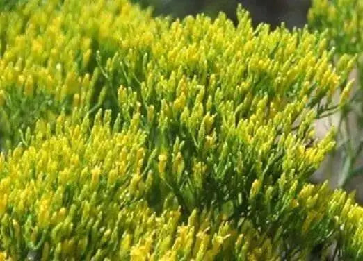 Rayless Goldenrod Seeds, BIGELOWIA nuttallii Nuttall's , Jimmyweed ,Perennial Flowers - Caribbean garden seed