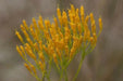 Rayless Goldenrod Seeds, BIGELOWIA nuttallii Nuttall's , Jimmyweed ,Perennial Flowers - Caribbean garden seed