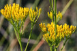 Rayless Goldenrod Seeds, BIGELOWIA nuttallii Nuttall's , Jimmyweed ,Perennial Flowers - Caribbean garden seed