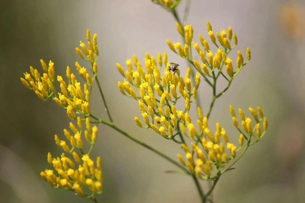 Rayless Goldenrod Seeds, BIGELOWIA nuttallii Nuttall's , Jimmyweed ,Perennial Flowers - Caribbean garden seed