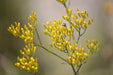 Rayless Goldenrod Seeds, BIGELOWIA nuttallii Nuttall's , Jimmyweed ,Perennial Flowers - Caribbean garden seed