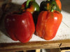 RED BELL PEPPER- LIVE PLANT, 3' POT, SWEET PEPPER PLANTS - Caribbean garden seed