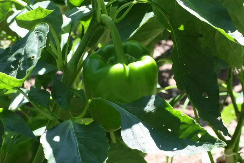 RED BELL PEPPER- LIVE PLANT, 3' POT, SWEET PEPPER PLANTS - Caribbean garden seed