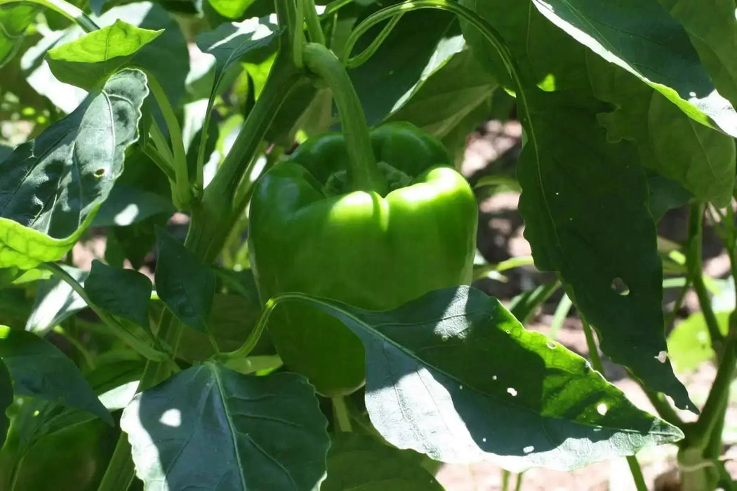 RED BELL PEPPER- LIVE PLANT, 3' POT, SWEET PEPPER PLANTS - Caribbean garden seed