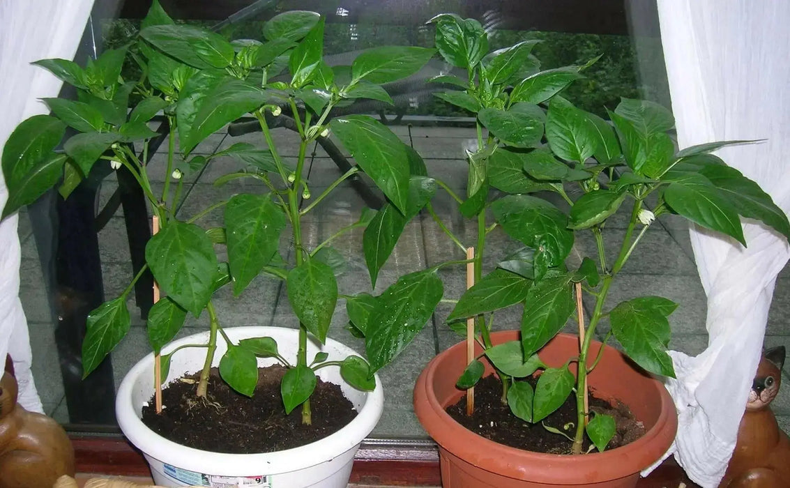 RED BELL PEPPER- LIVE PLANT, 3' POT, SWEET PEPPER PLANTS - Caribbean garden seed