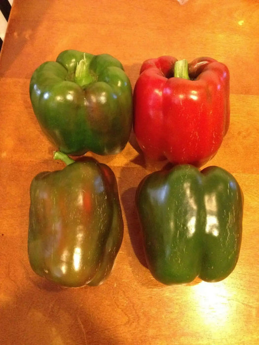 RED BELL PEPPER- LIVE PLANT, 3' POT, SWEET PEPPER PLANTS - Caribbean garden seed
