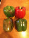 RED BELL PEPPER- LIVE PLANT, 3' POT, SWEET PEPPER PLANTS - Caribbean garden seed