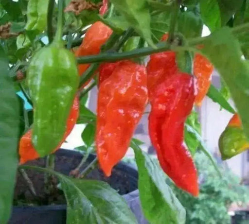 Red  Bhut Jolokia - aka Naga Jolokia, Verry Hot, Capsicum chinense - Caribbean garden seed