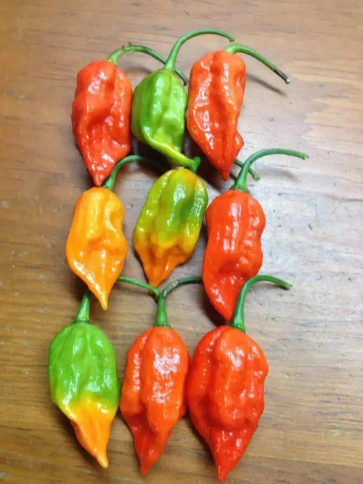 Red  Bhut Jolokia - aka Naga Jolokia, Verry Hot, Capsicum chinense - Caribbean garden seed