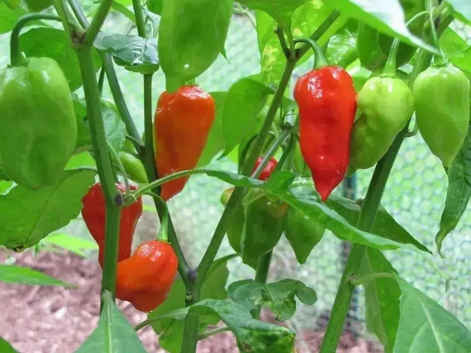 Red  Bhut Jolokia - aka Naga Jolokia, Verry Hot, Capsicum chinense - Caribbean garden seed