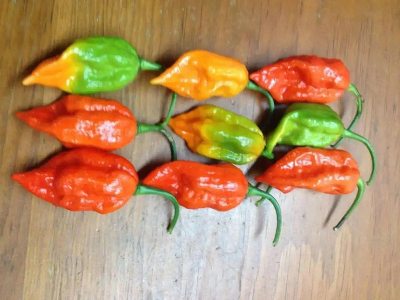 Red  Bhut Jolokia - aka Naga Jolokia, Verry Hot, Capsicum chinense - Caribbean garden seed