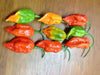 Red  Bhut Jolokia - aka Naga Jolokia, Verry Hot, Capsicum chinense - Caribbean garden seed