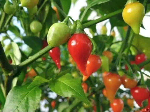 Red Biquinho Pepper Seeds (CAPSICUM CHINENSE) SWEET teardrop - Caribbean garden seed