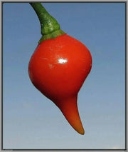 Red Biquinho Pepper Seeds (CAPSICUM CHINENSE) SWEET teardrop - Caribbean garden seed