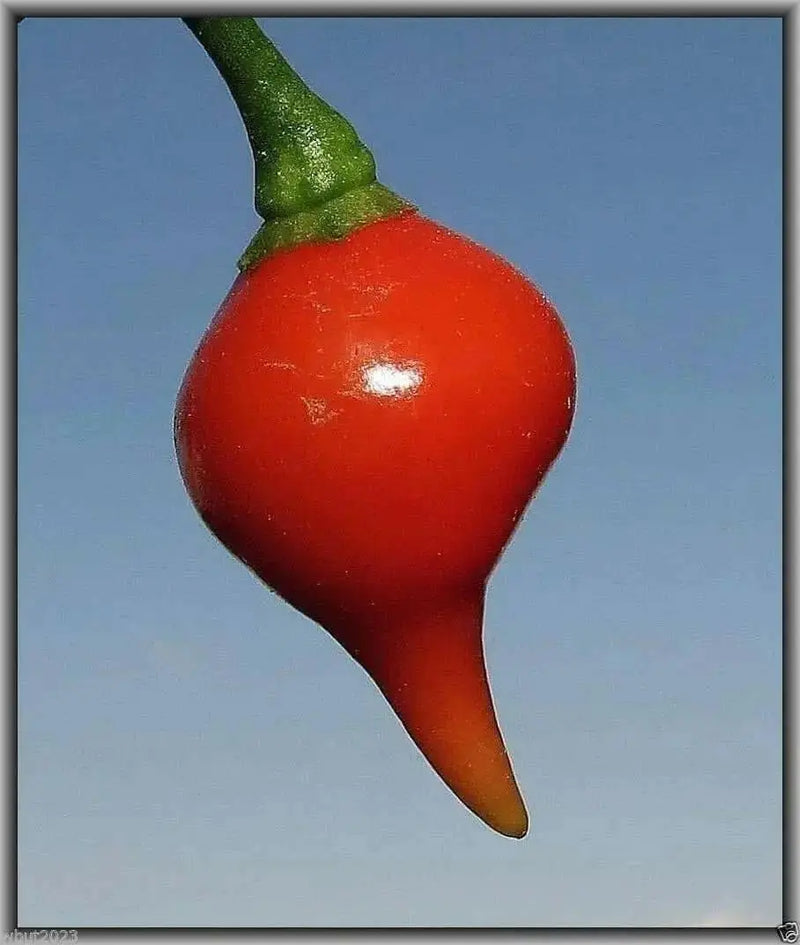 Red Biquinho Pepper Seeds (CAPSICUM CHINENSE) SWEET teardrop - Caribbean garden seed