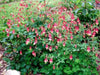 Red  Columbine ,Flowers Seeds -PERENNIAL - Caribbean garden seed