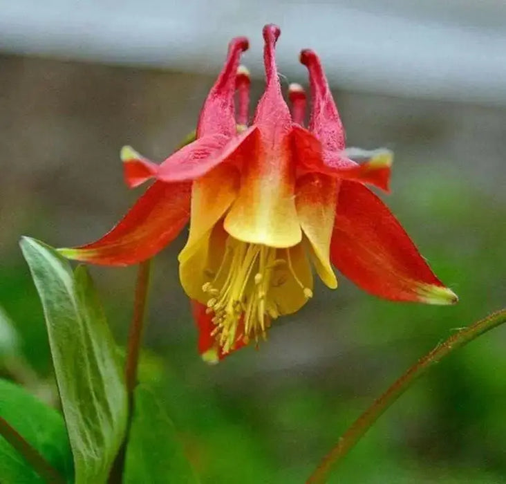 Red  Columbine ,Flowers Seeds -PERENNIAL - Caribbean garden seed