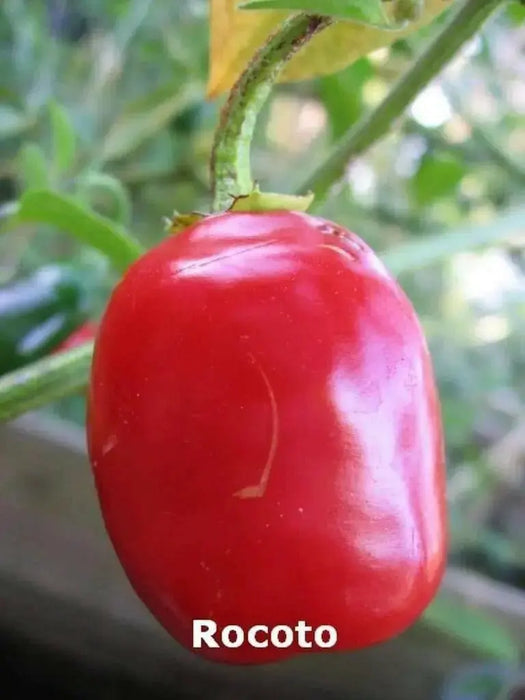 Red  Manzano, Pepper Seeds ,Apple Chili(Capsicum pubescens) - Caribbean garden seed