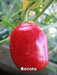 Red  Manzano, Pepper Seeds ,Apple Chili(Capsicum pubescens) - Caribbean garden seed