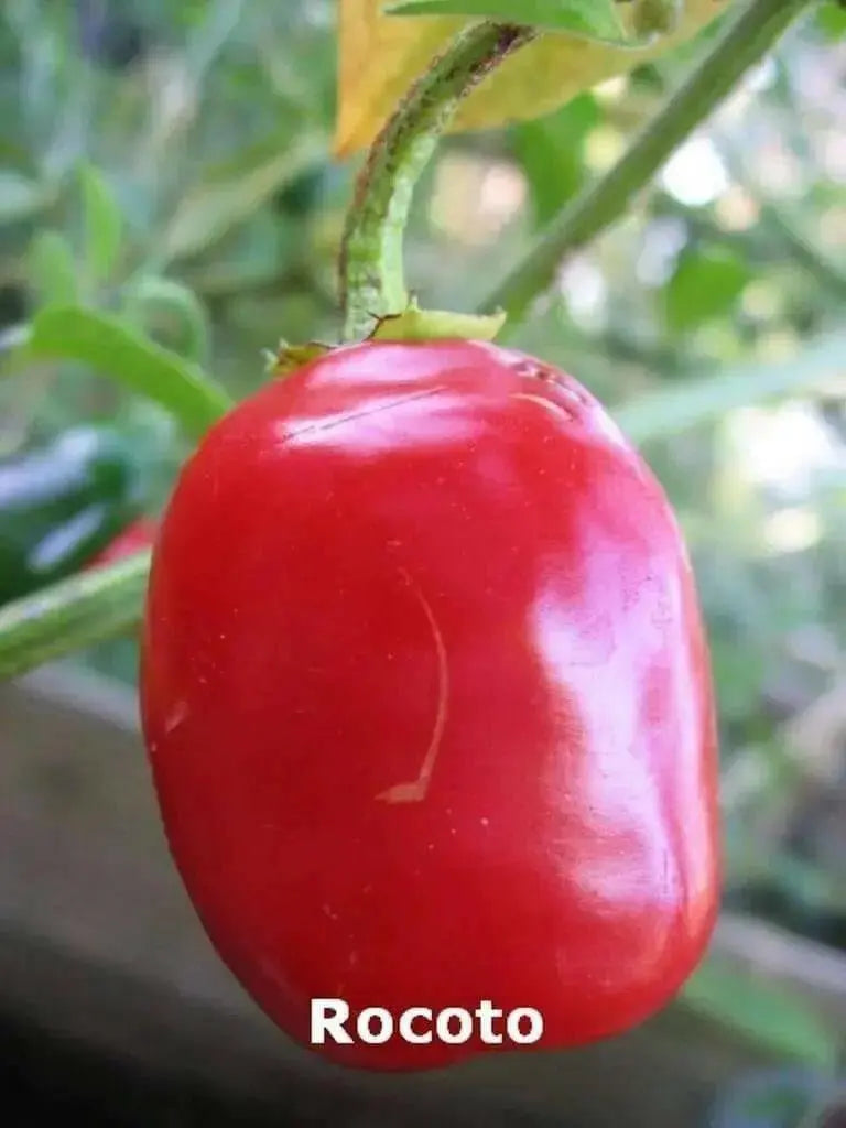 Red  Manzano, Pepper Seeds ,Apple Chili(Capsicum pubescens) - Caribbean garden seed