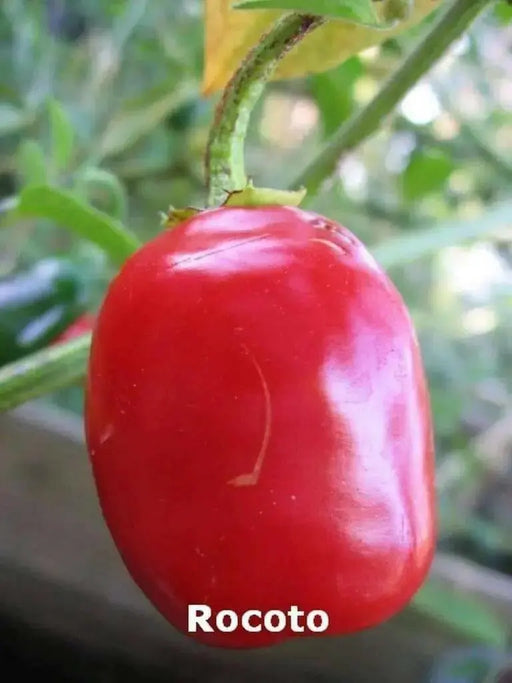 Red  Manzano, Pepper Seeds ,Apple Chili(Capsicum pubescens) - Caribbean garden seed